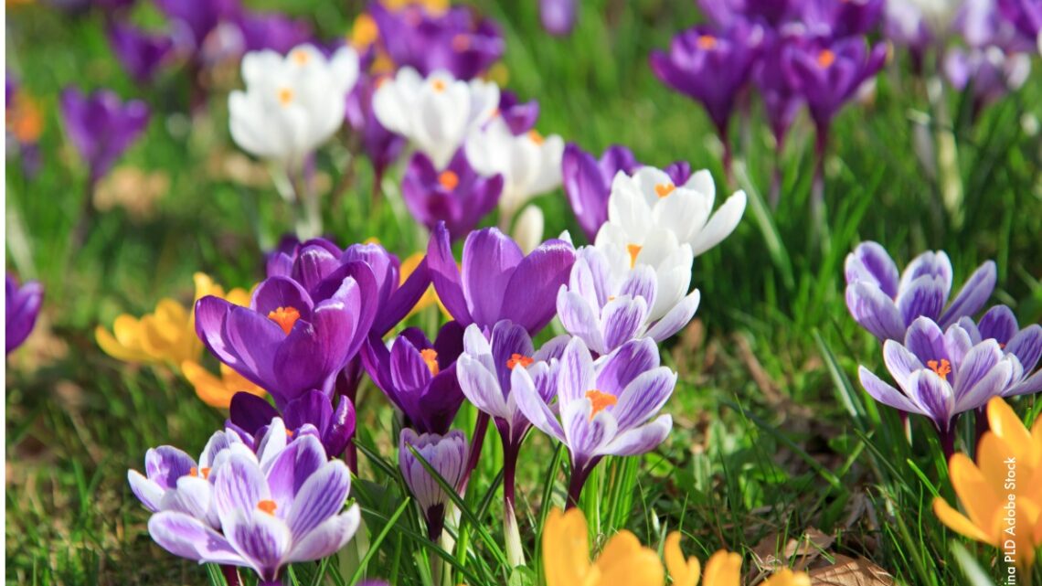 Balade éco-spirituelle méditative à travers les parcs de Genève